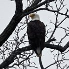 AR21-Bald Eagle.JPG